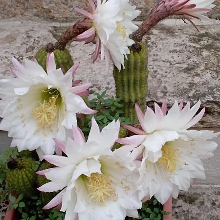 Attica Frühstückspension Terlizzi