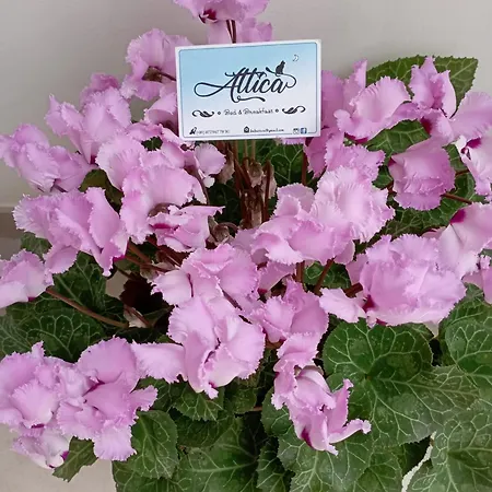 Attica Bed & Breakfast *