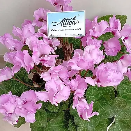 Attica Bed & Breakfast Terlizzi